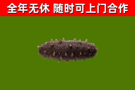 桂阳烟酒回收干海参.jpg